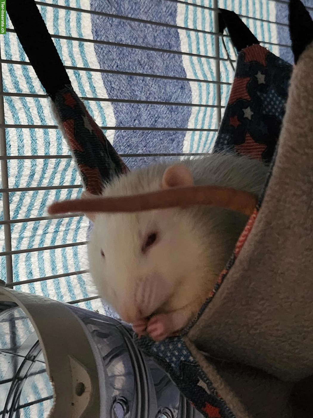 Bild 3: Ratten-Bock Speedy sucht ein neues Zuhause