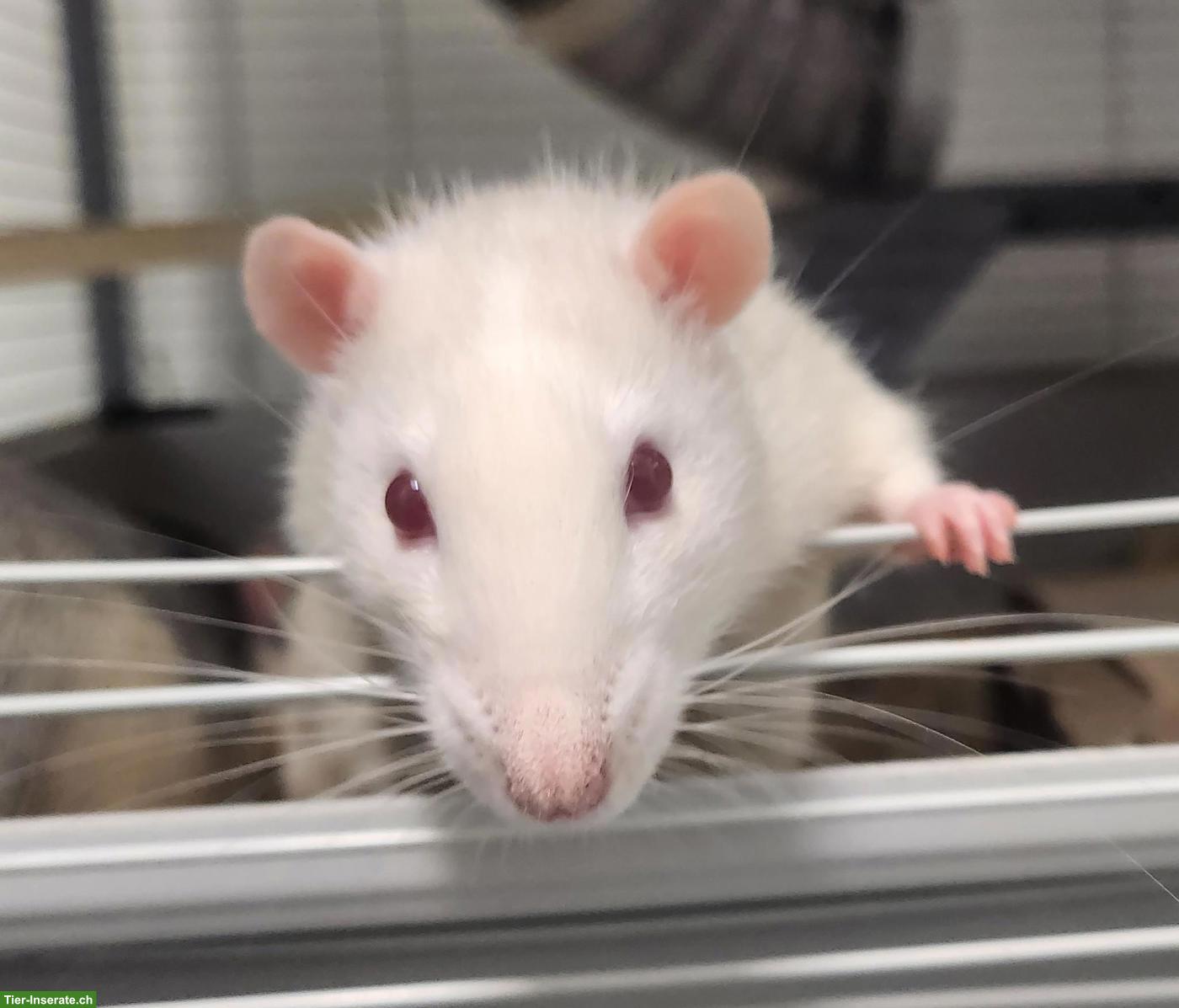 Bild 4: Ratten-Bock Speedy sucht ein neues Zuhause