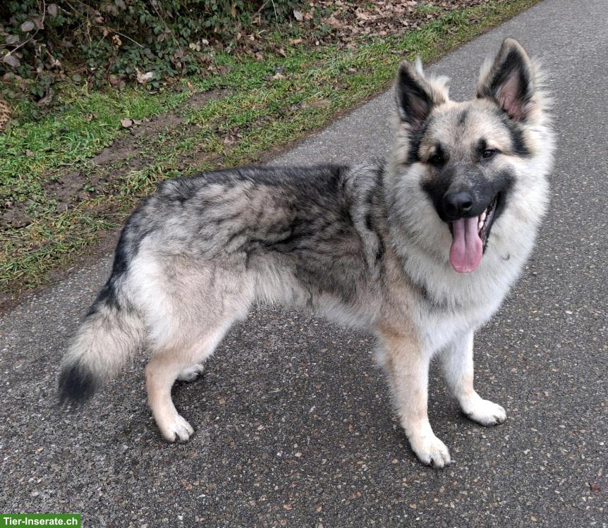 Hübscher, sehr lieber Altdeutscher Schäferhund, 1.5-jährig, kastriert