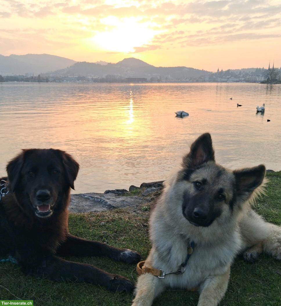 Bild 2: Hübscher, sehr lieber Altdeutscher Schäferhund, 1.5-jährig, kastriert