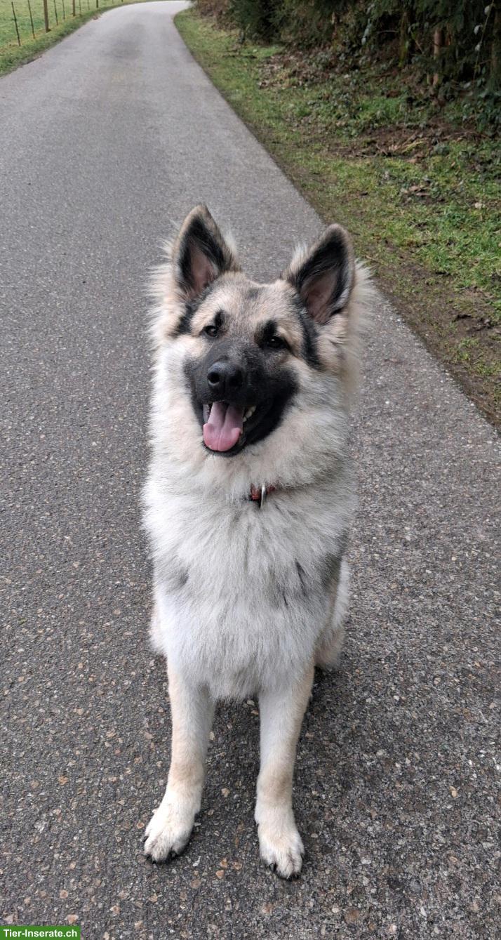 Bild 3: Hübscher, sehr lieber Altdeutscher Schäferhund, 1.5-jährig, kastriert
