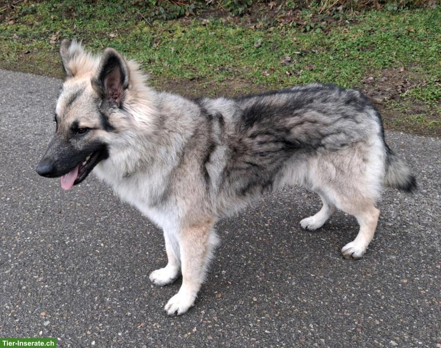 Bild 4: Hübscher, sehr lieber Altdeutscher Schäferhund, 1.5-jährig, kastriert