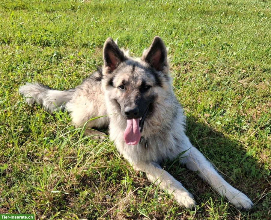 Bild 5: Hübscher, sehr lieber Altdeutscher Schäferhund, 1.5-jährig, kastriert