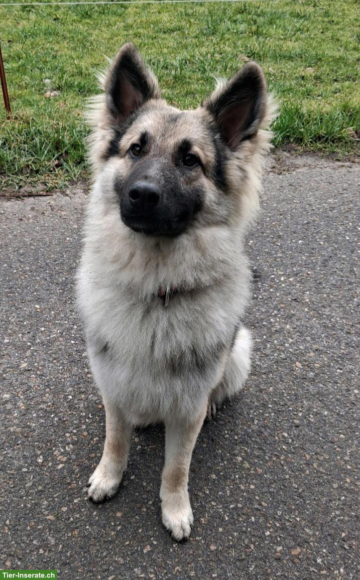 Bild 6: Hübscher, sehr lieber Altdeutscher Schäferhund, 1.5-jährig, kastriert