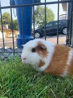 Meerschweinchen zu verkaufen