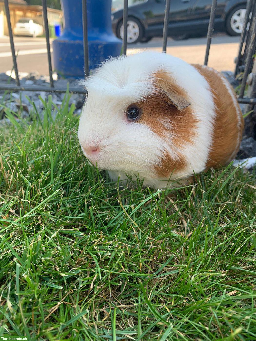 Bild 2: Meerschweinchen zu verkaufen