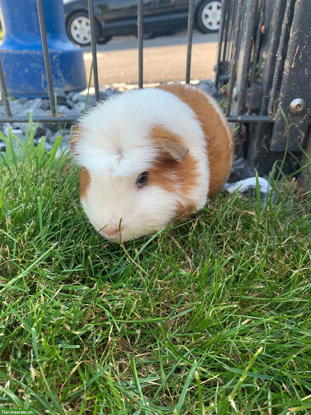 Bild 3: Meerschweinchen zu verkaufen