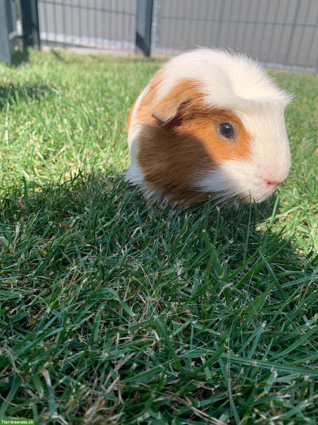Bild 4: Meerschweinchen zu verkaufen