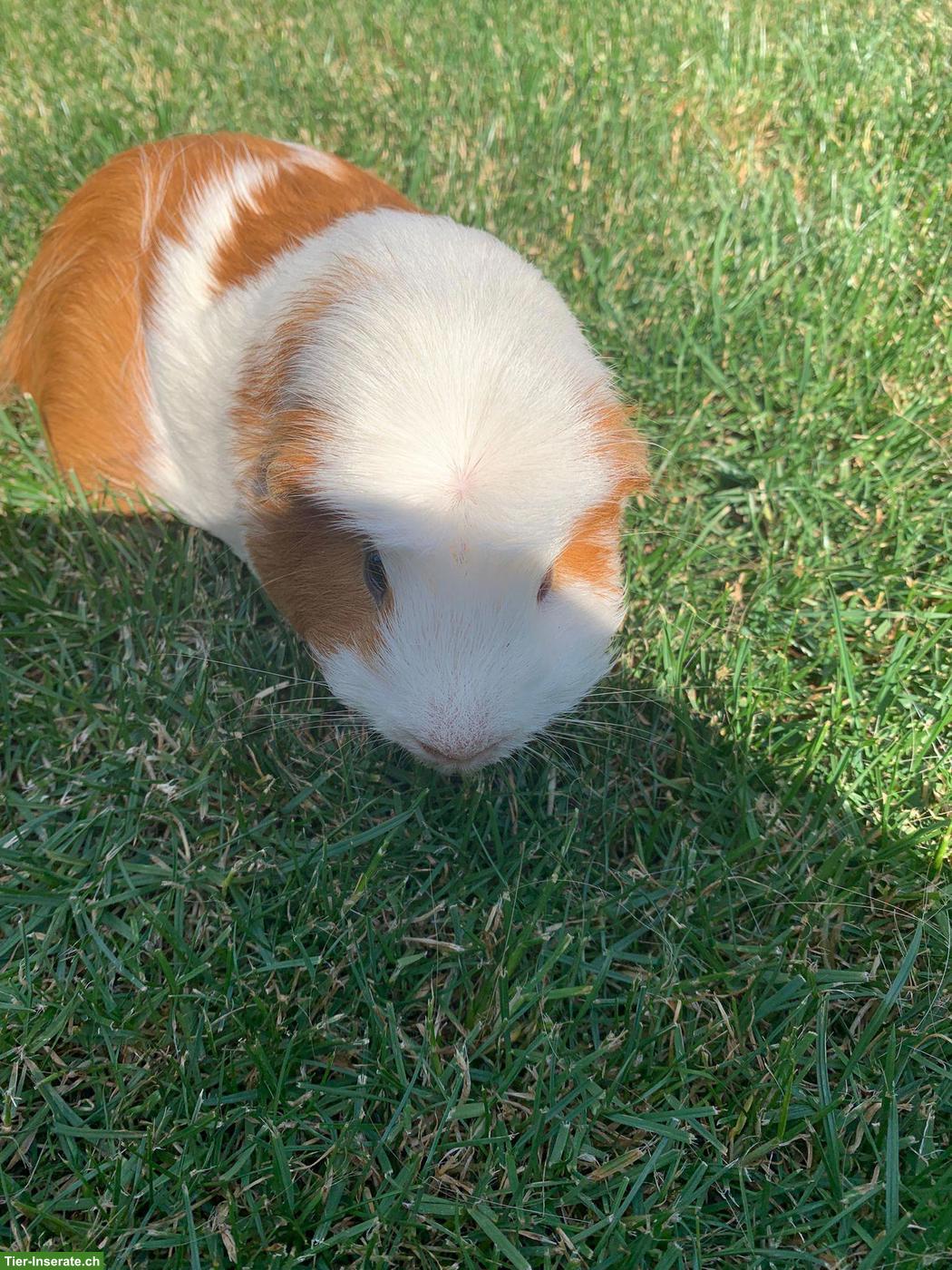 Bild 5: Meerschweinchen zu verkaufen