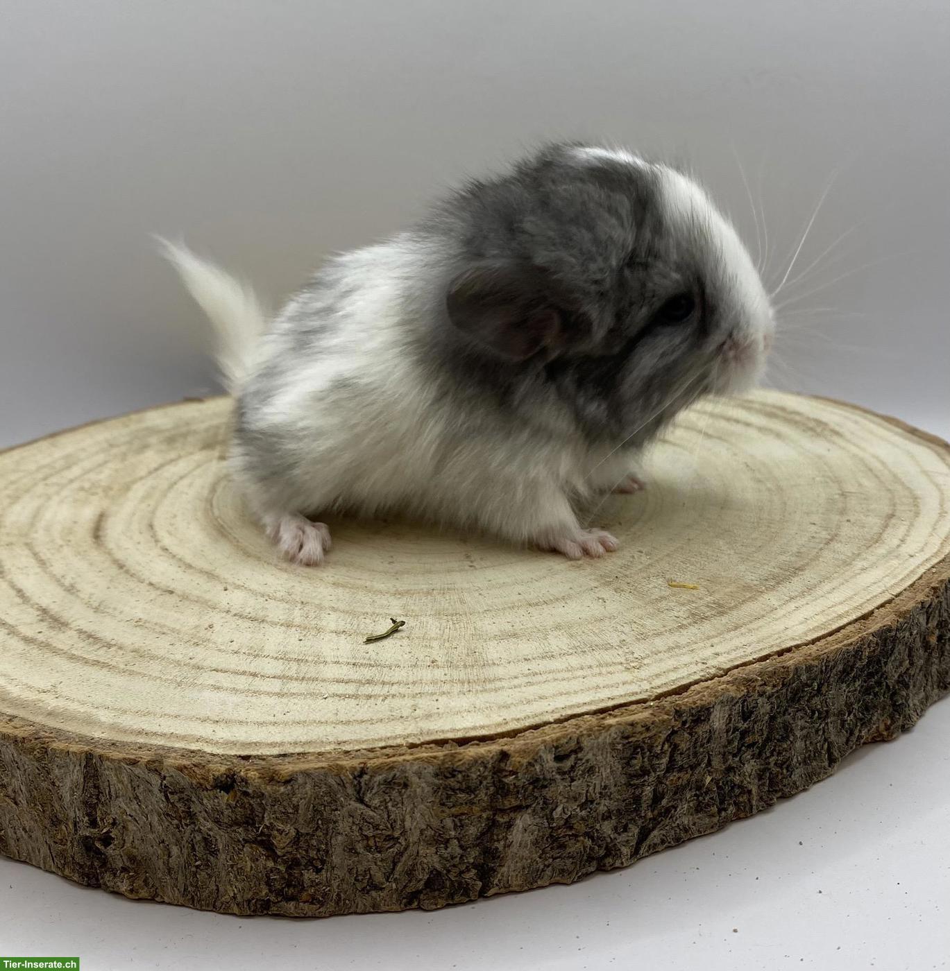 Chinchilla Babys aus Zucht