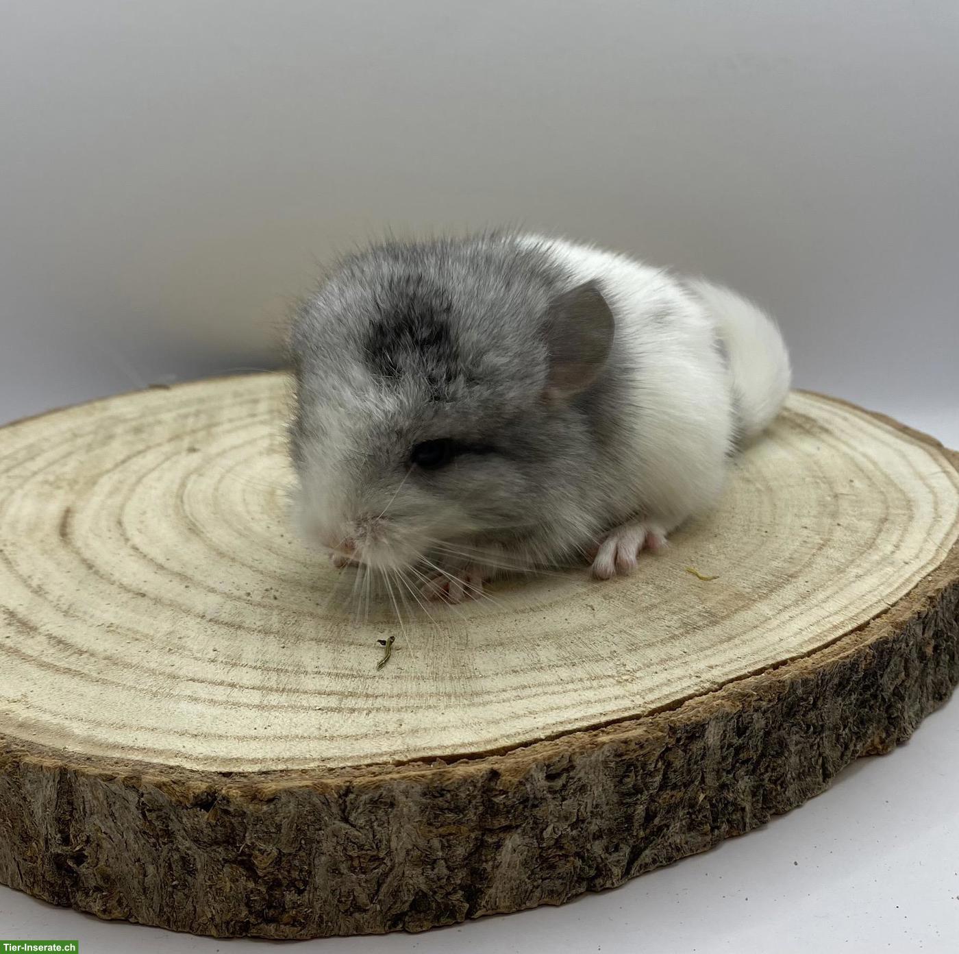 Bild 2: Chinchilla Babys aus Zucht
