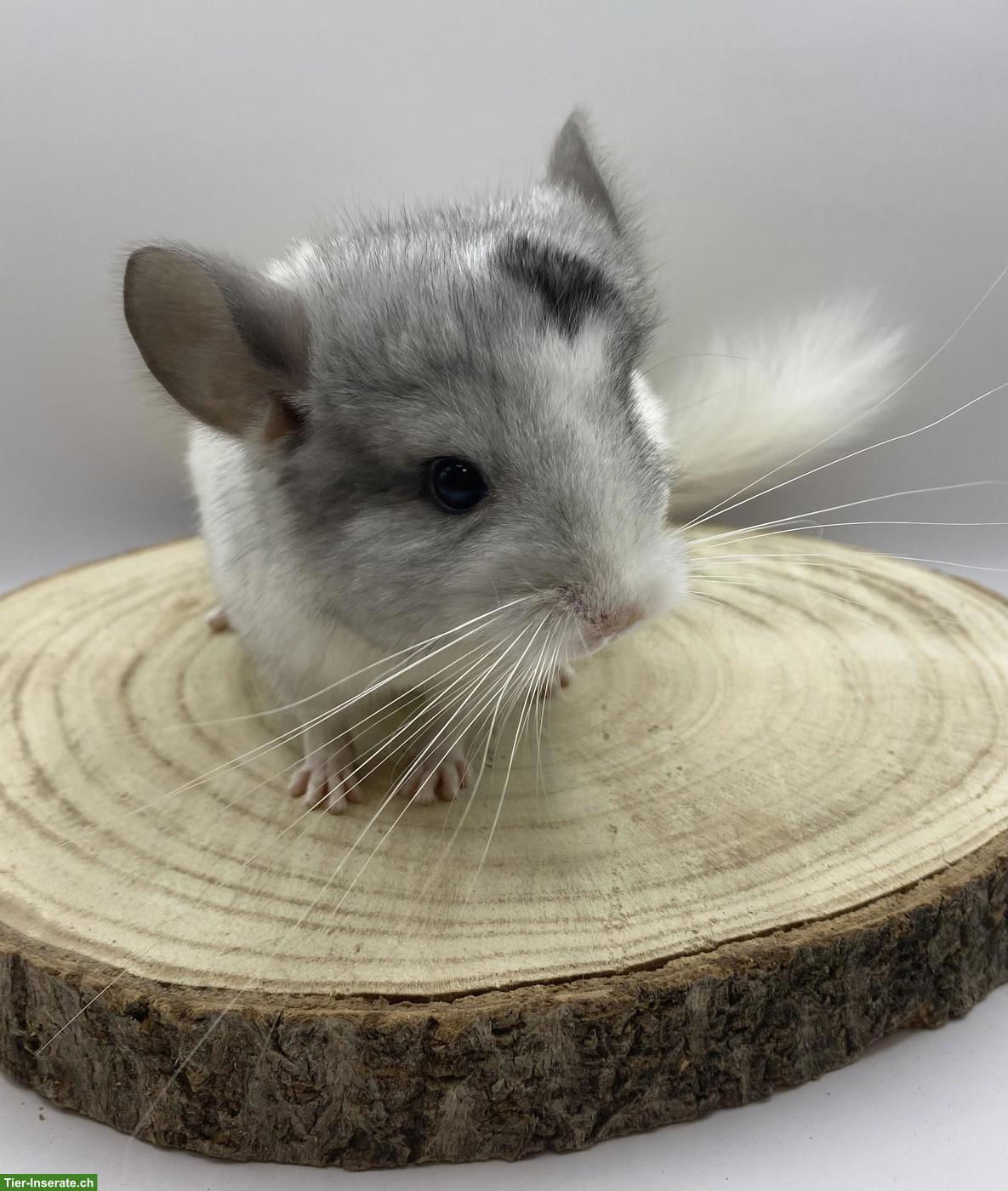 Bild 3: Chinchilla Babys aus Zucht