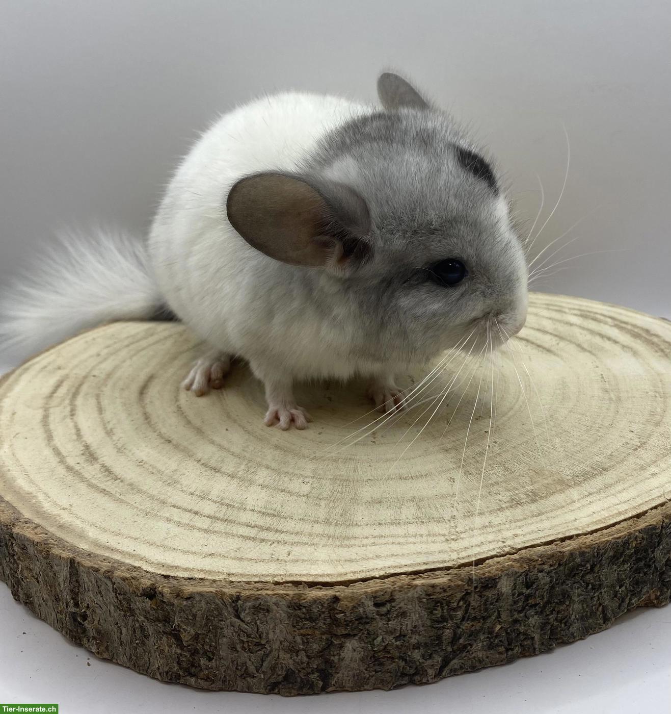 Bild 4: Chinchilla Babys aus Zucht