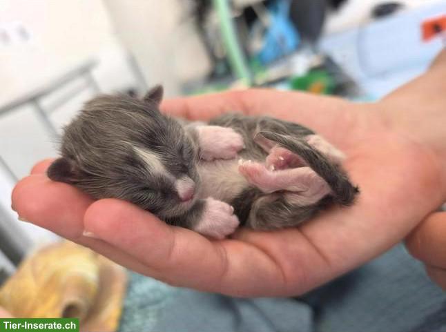 Heilige Birma Mix Kitten, Kater