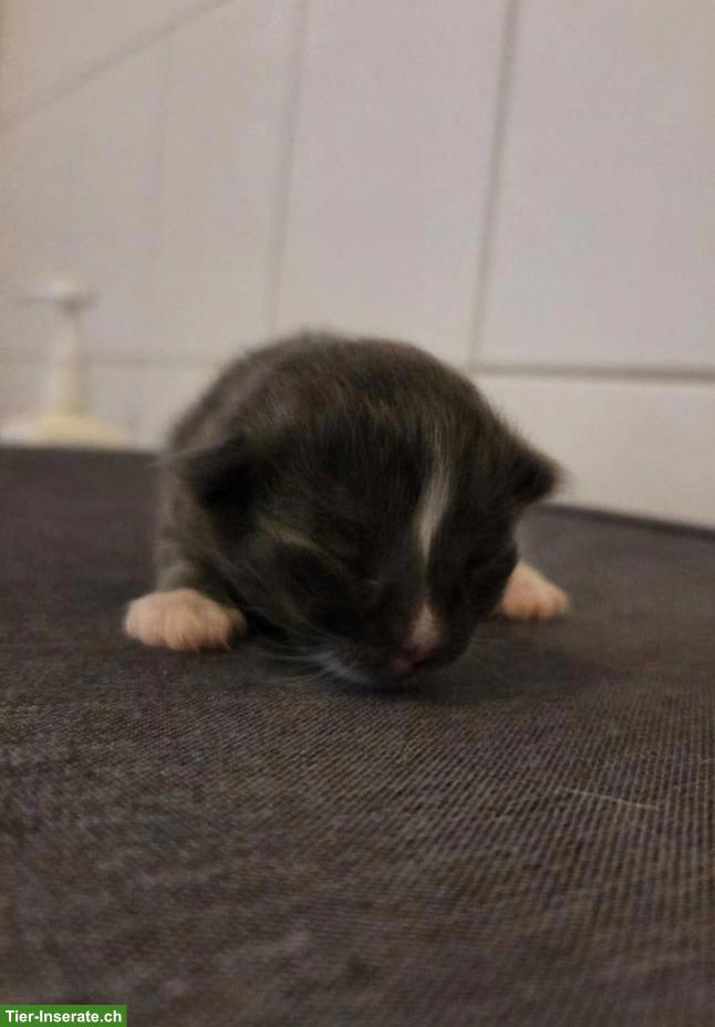 Bild 3: Heilige Birma Mix Kitten, Kater