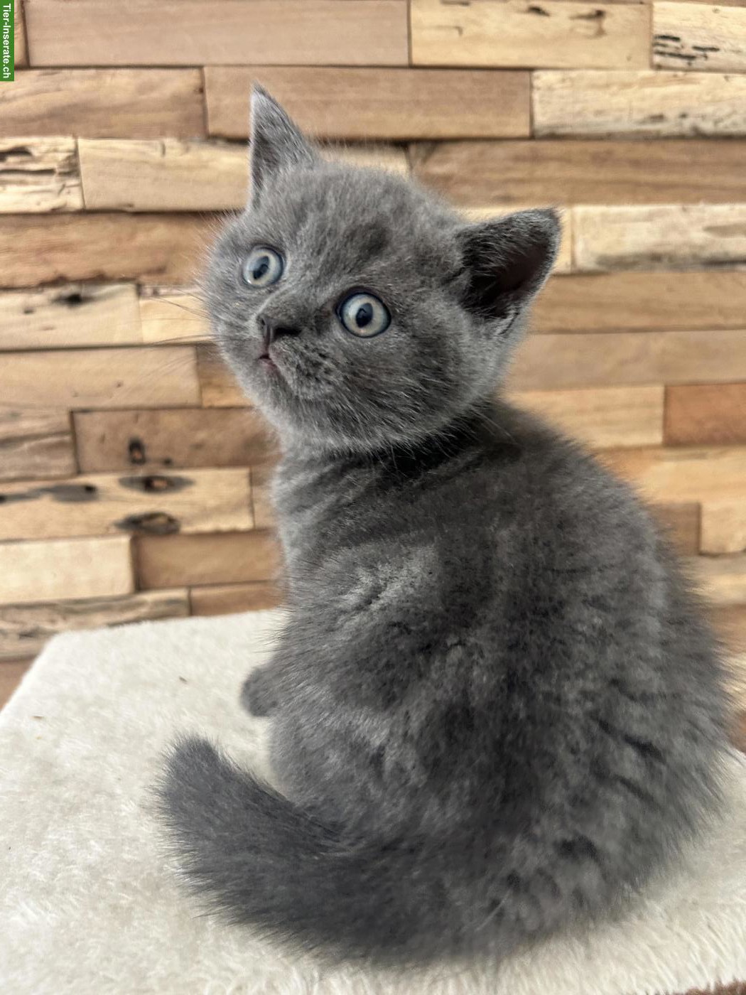 Wunderschöne BKH Katzenbabys zu verkaufen