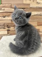 Wunderschöne BKH Katzenbabys zu verkaufen