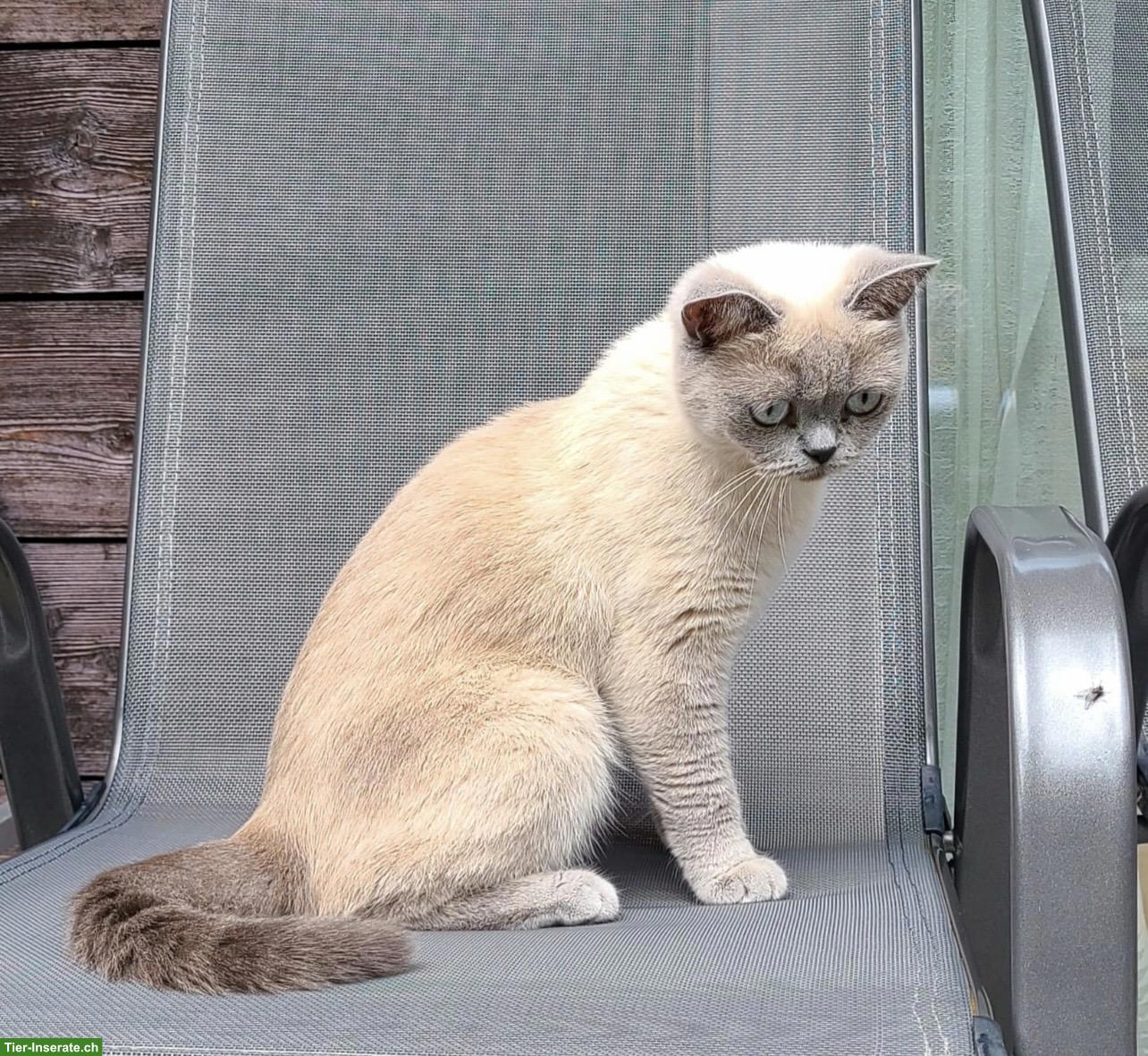 Bild 10: Wunderschöne BKH Katzenbabys zu verkaufen