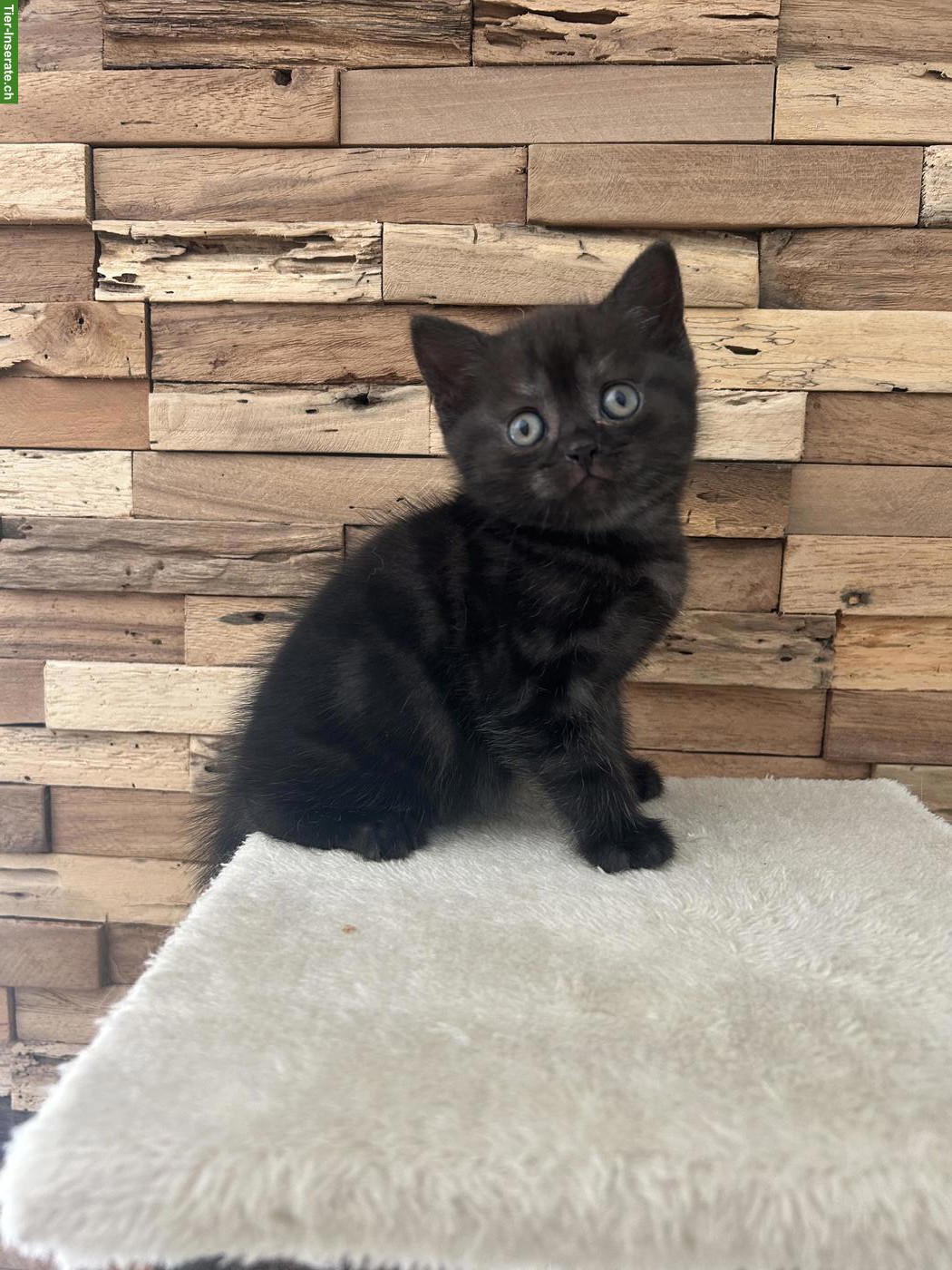 Bild 2: Wunderschöne BKH Katzenbabys zu verkaufen