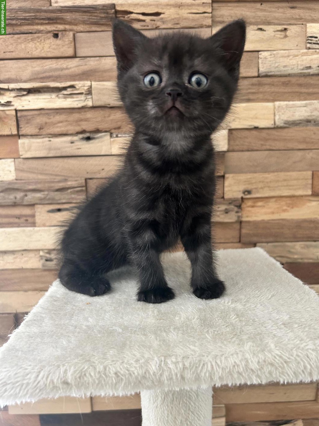 Bild 3: Wunderschöne BKH Katzenbabys zu verkaufen