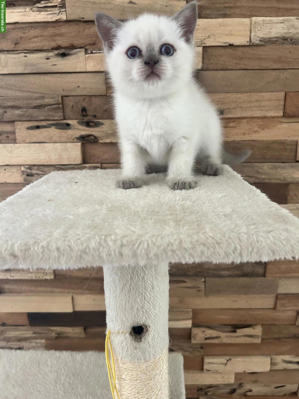 Bild 5: Wunderschöne BKH Katzenbabys zu verkaufen