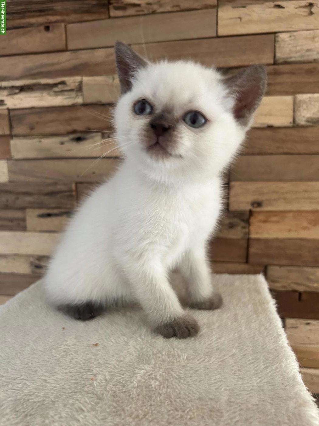 Bild 6: Wunderschöne BKH Katzenbabys zu verkaufen