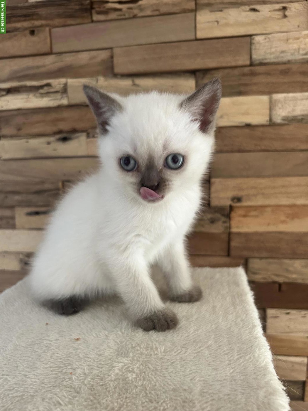 Bild 7: Wunderschöne BKH Katzenbabys zu verkaufen
