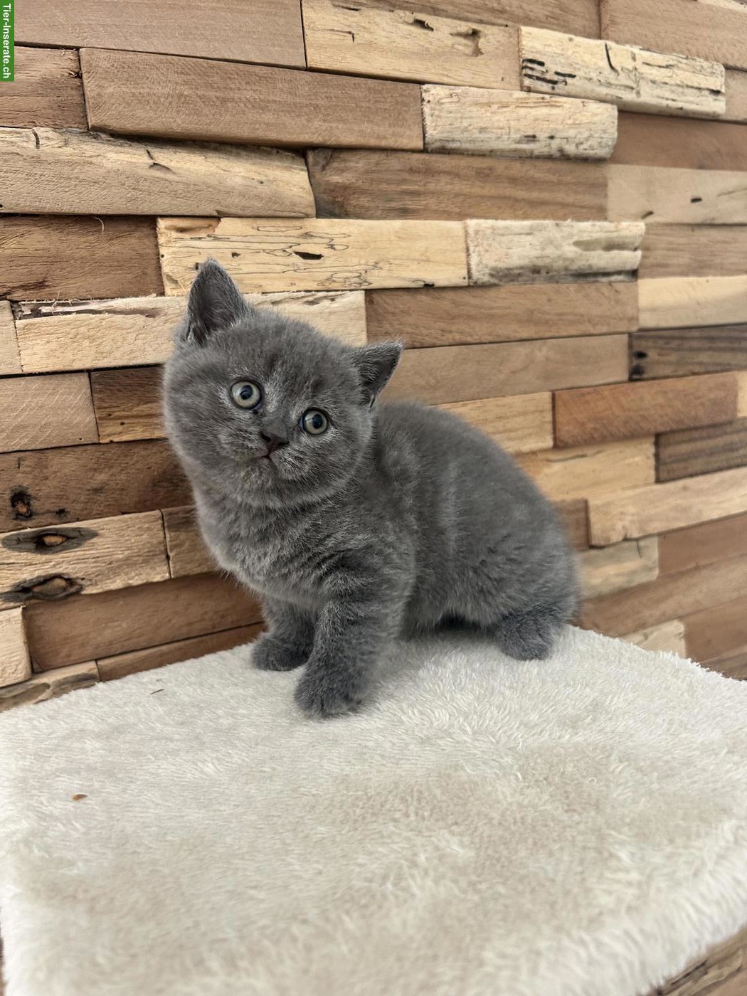 Bild 8: Wunderschöne BKH Katzenbabys zu verkaufen