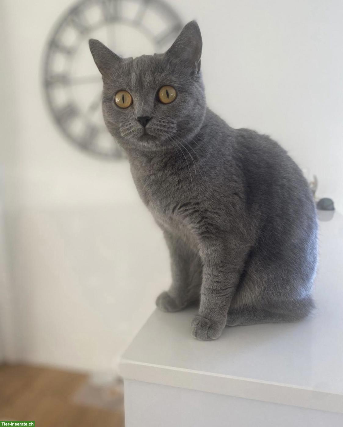 Bild 9: Wunderschöne BKH Katzenbabys zu verkaufen
