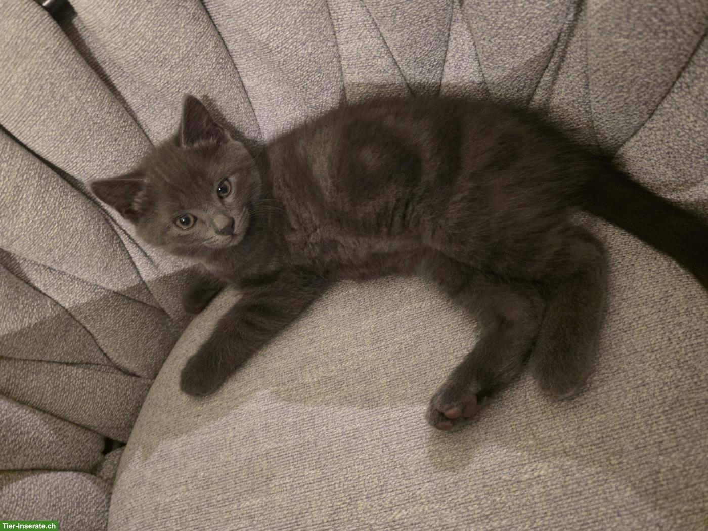 3 BKH Mix Kitten an liebe Familie/Person abzugeben