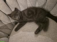 3 BKH Mix Kitten an liebe Familie/Person abzugeben