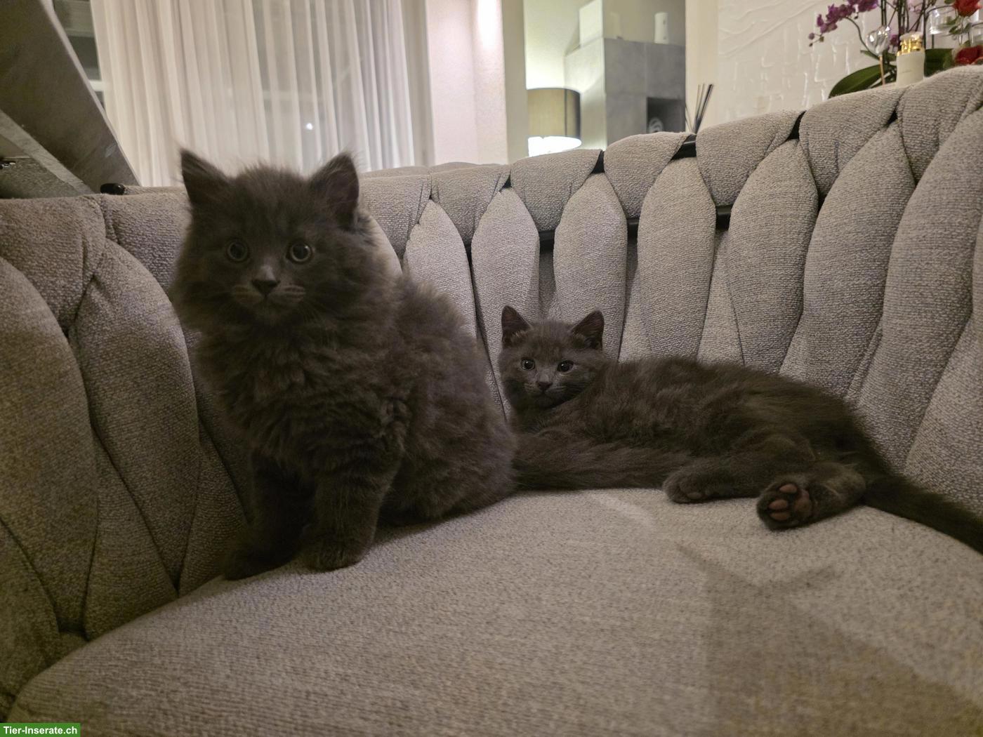 Bild 2: 3 BKH Mix Kitten an liebe Familie/Person abzugeben