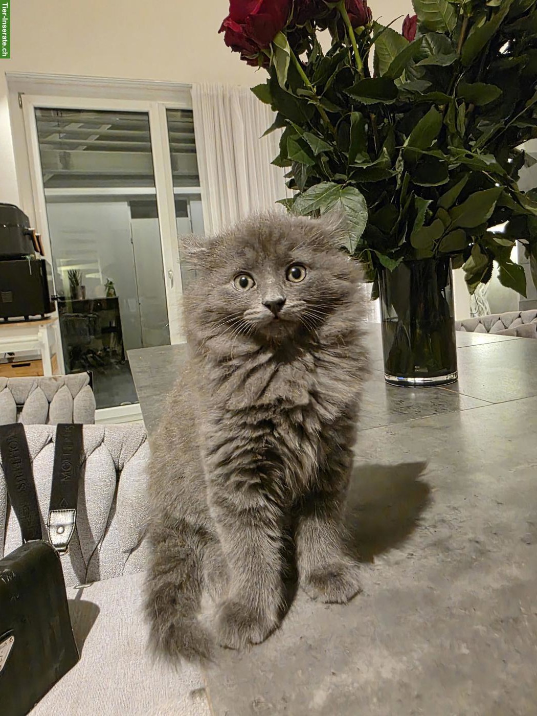 Bild 3: 3 BKH Mix Kitten an liebe Familie/Person abzugeben