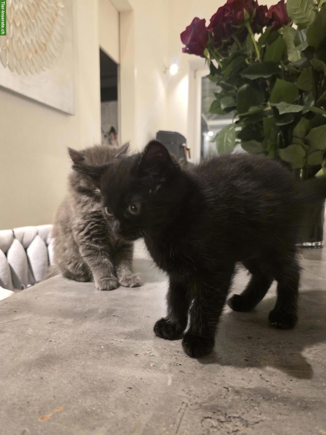 Bild 5: 3 BKH Mix Kitten an liebe Familie/Person abzugeben