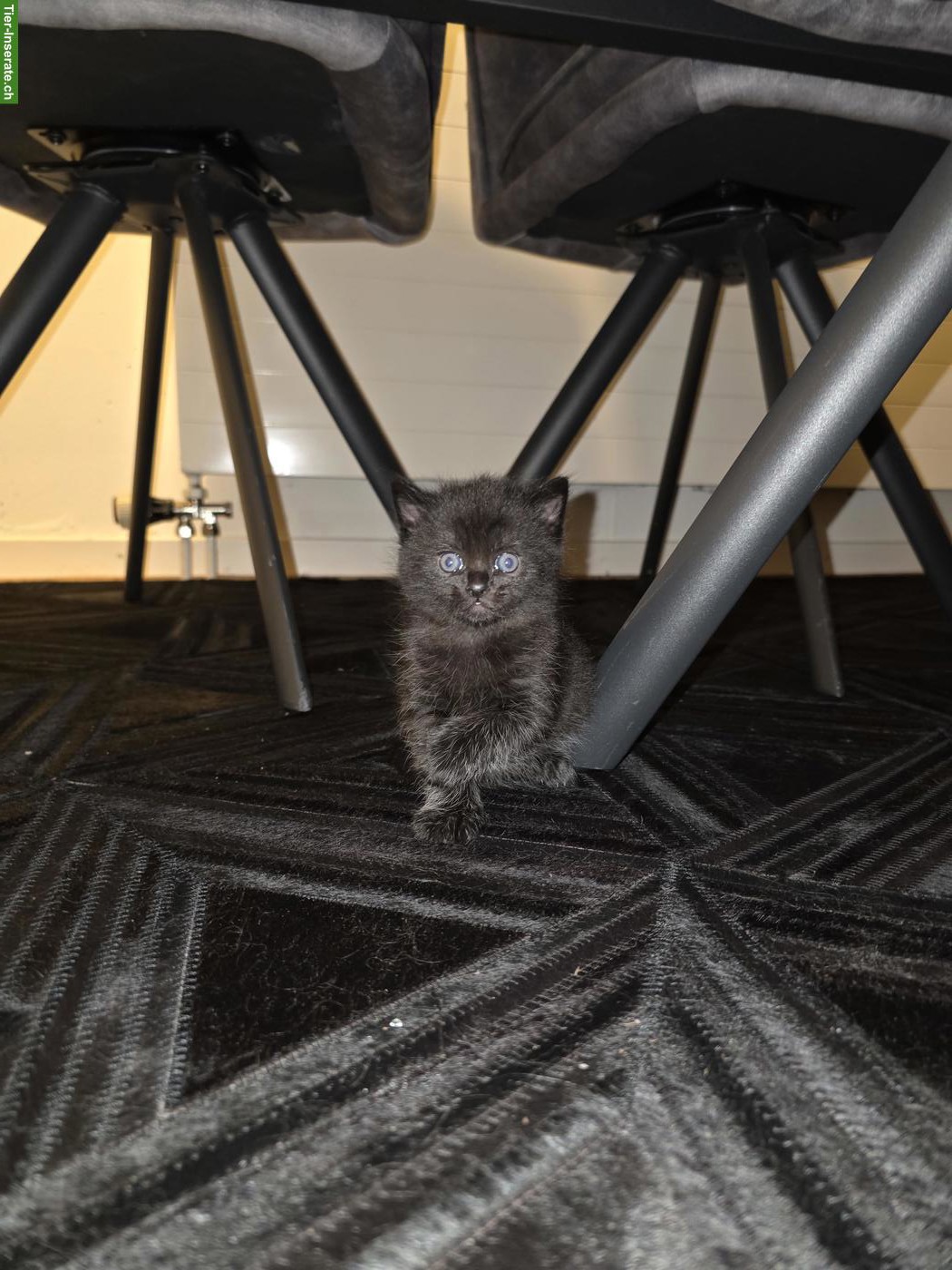 Bild 6: 3 BKH Mix Kitten an liebe Familie/Person abzugeben