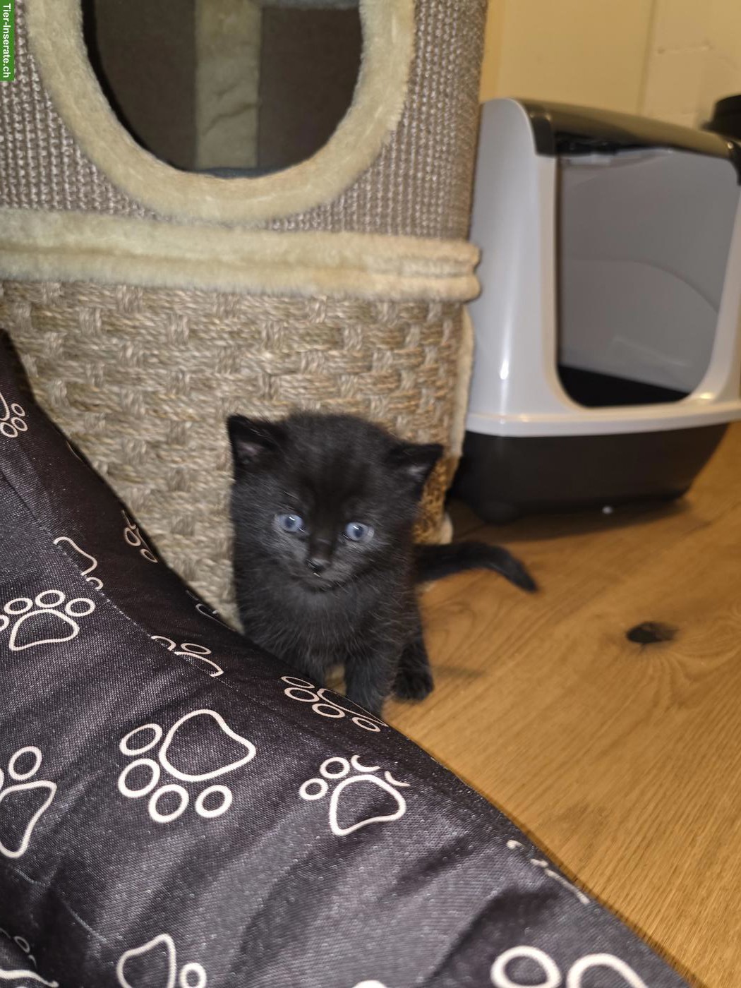 Bild 7: 3 BKH Mix Kitten an liebe Familie/Person abzugeben