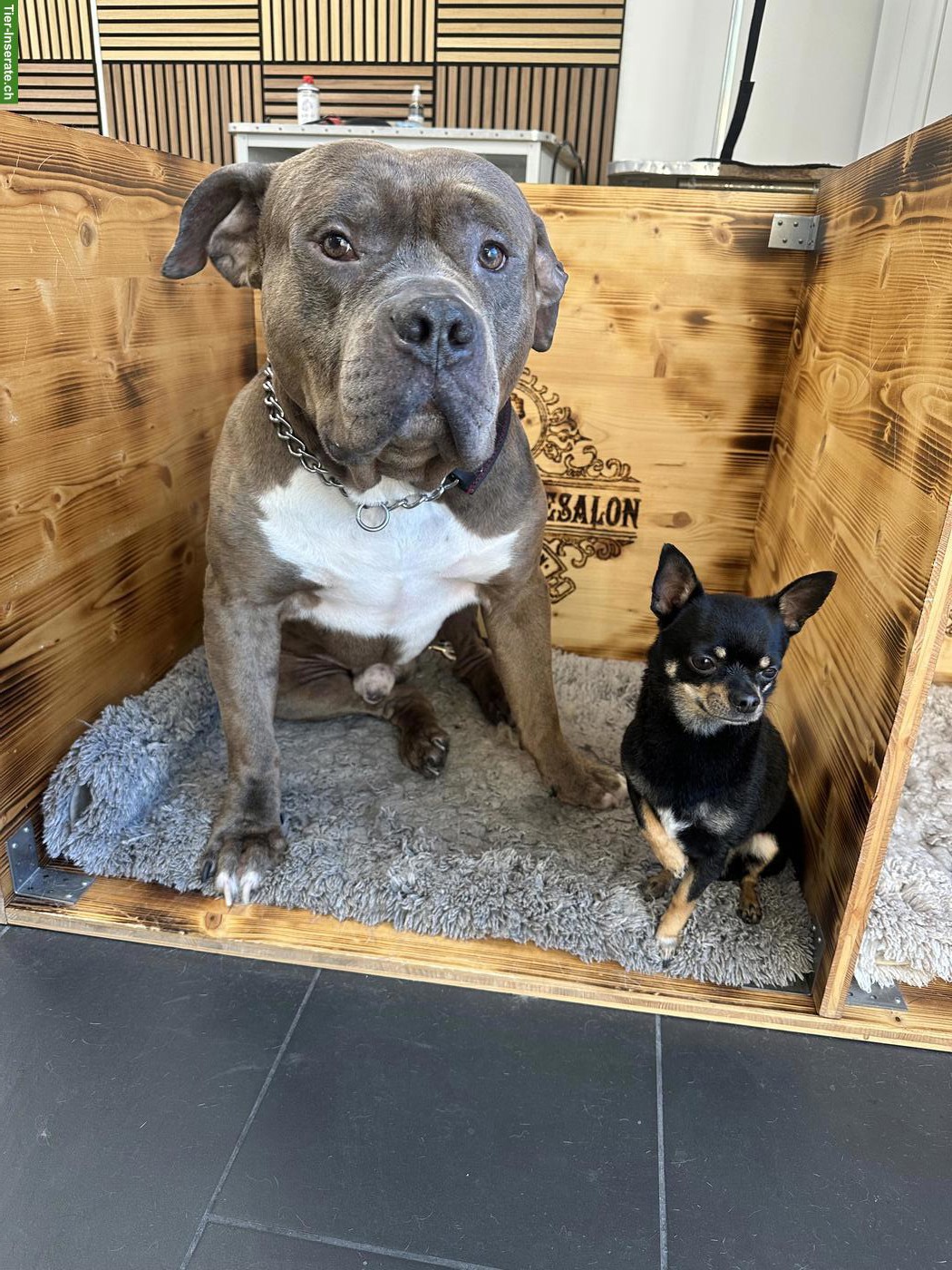 American Bully Rüde KENZO sucht ein liebes Zuhause