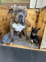 American Bully Rüde KENZO sucht ein liebes Zuhause
