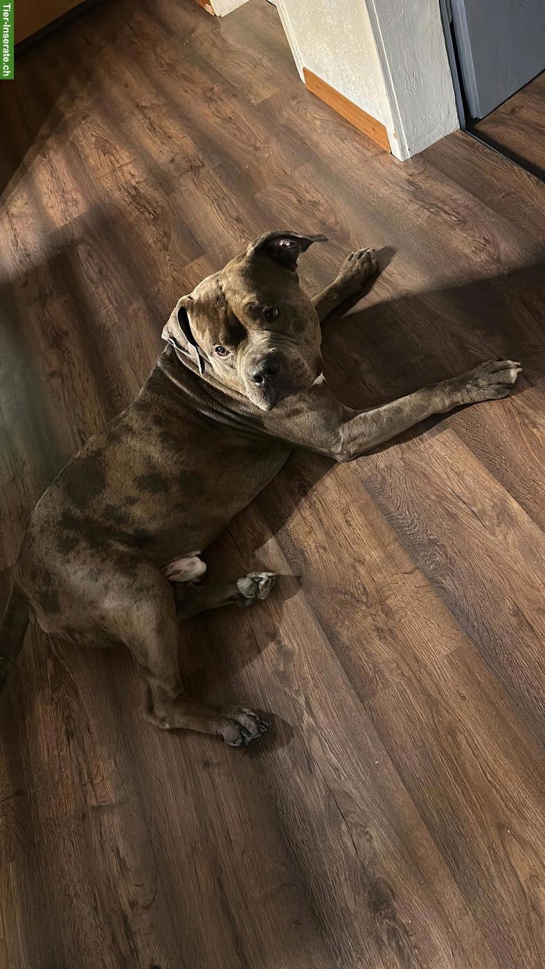 Bild 2: American Bully Rüde KENZO sucht ein liebes Zuhause