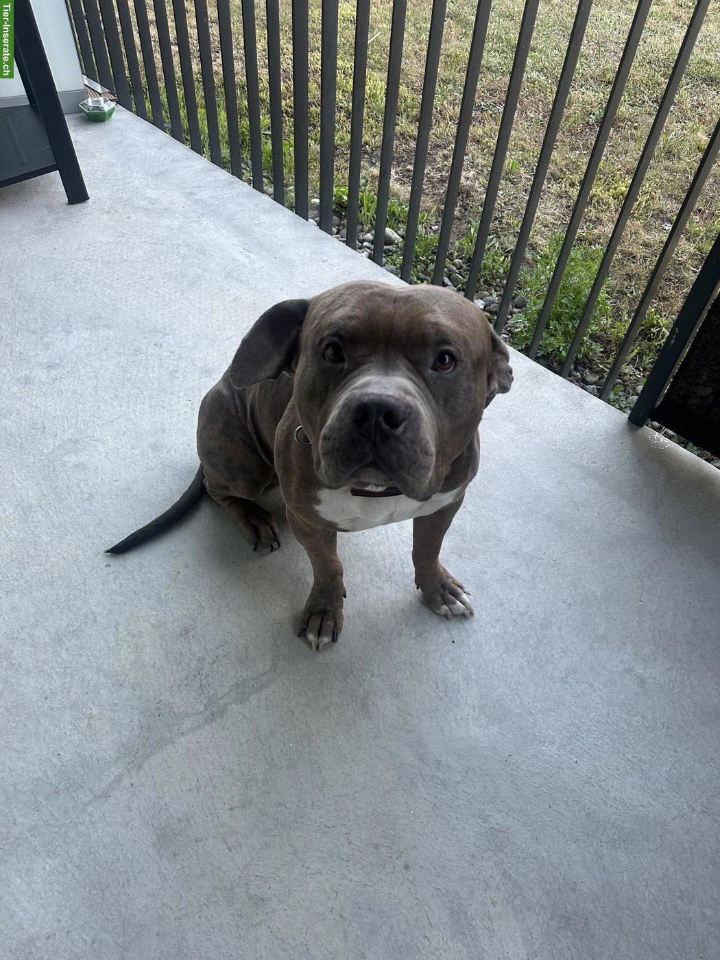 Bild 3: American Bully Rüde KENZO sucht ein liebes Zuhause