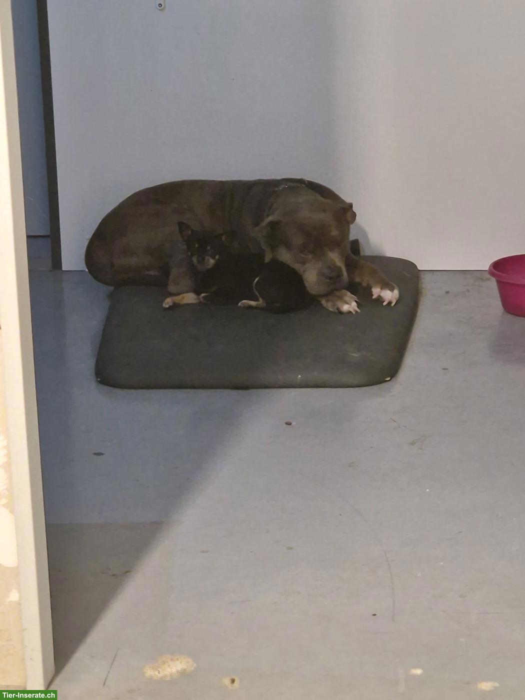Bild 4: American Bully Rüde KENZO sucht ein liebes Zuhause