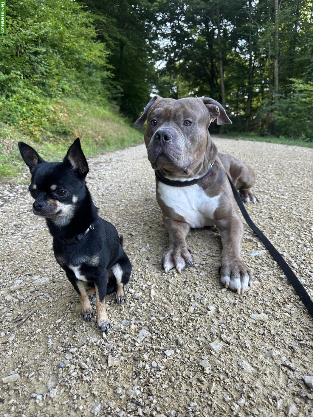 Bild 5: American Bully Rüde KENZO sucht ein liebes Zuhause