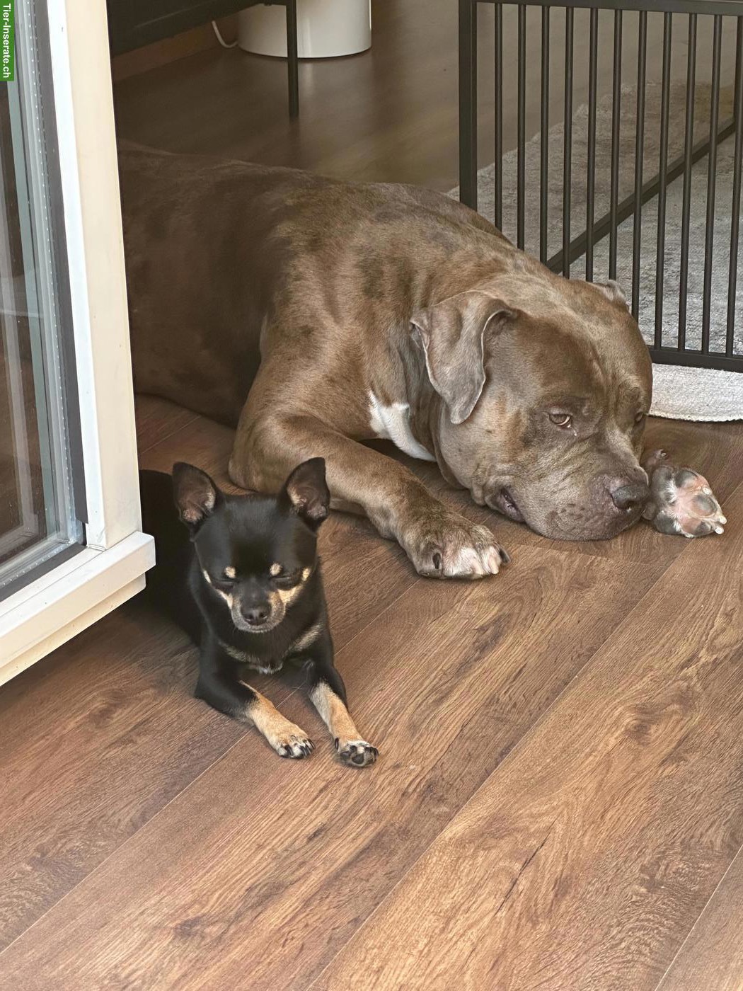 Bild 6: American Bully Rüde KENZO sucht ein liebes Zuhause