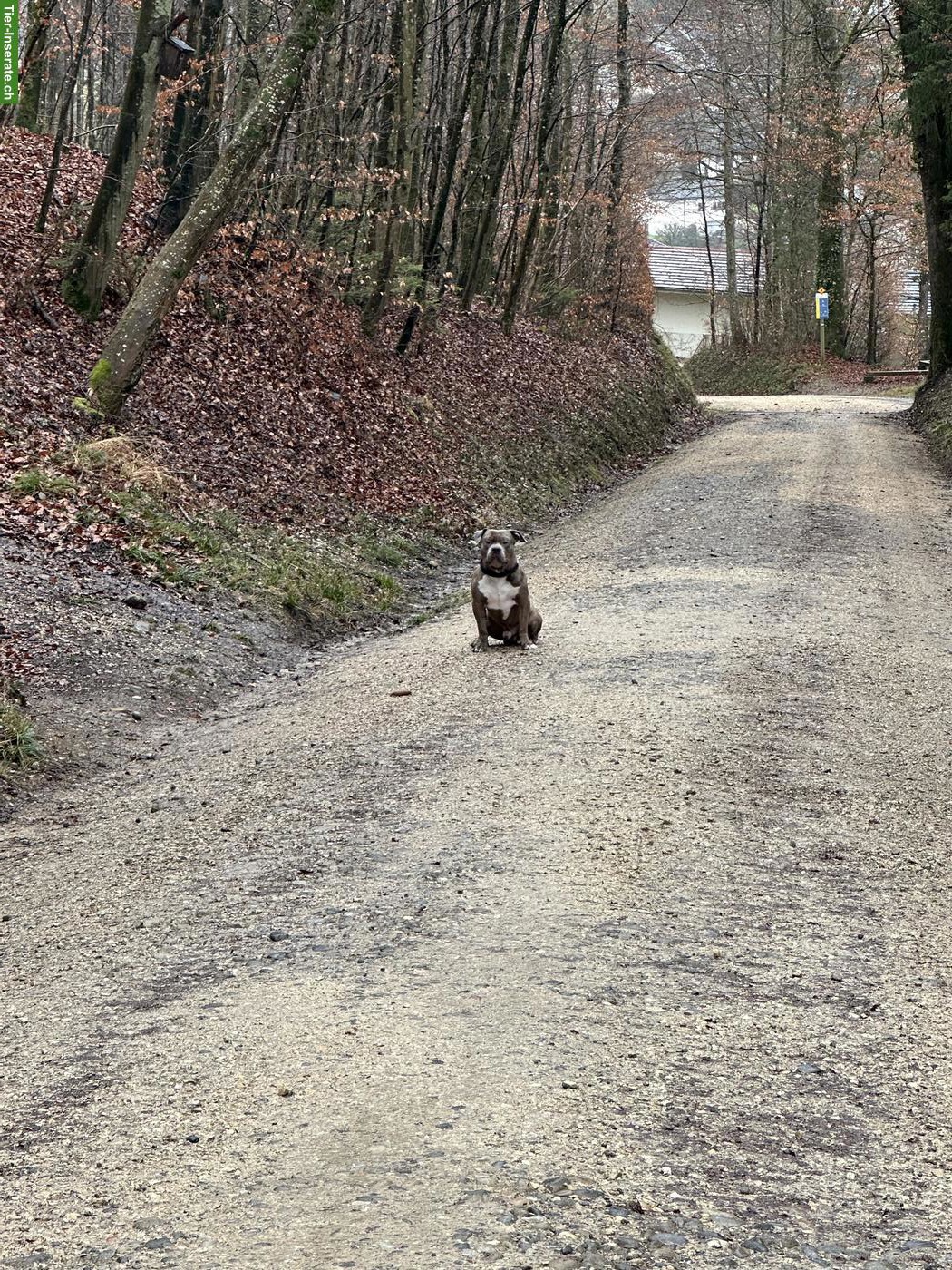 Bild 7: American Bully Rüde KENZO sucht ein liebes Zuhause