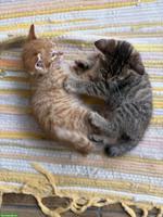 2 Babykatzen suchen neues Zuhause