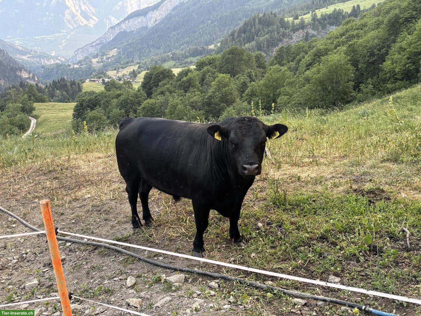 Junger Dexter X Lowline Stier zu verkaufen