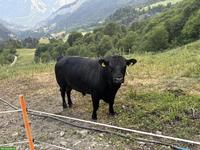 Junger Dexter X Lowline Stier zu verkaufen