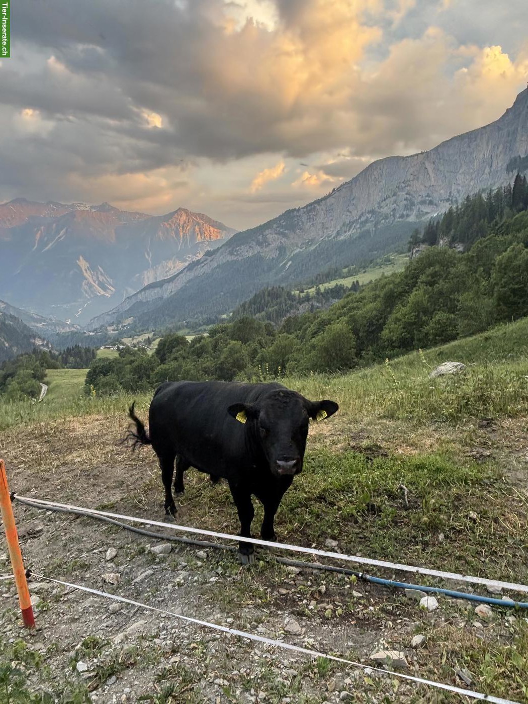Bild 2: Junger Dexter X Lowline Stier zu verkaufen