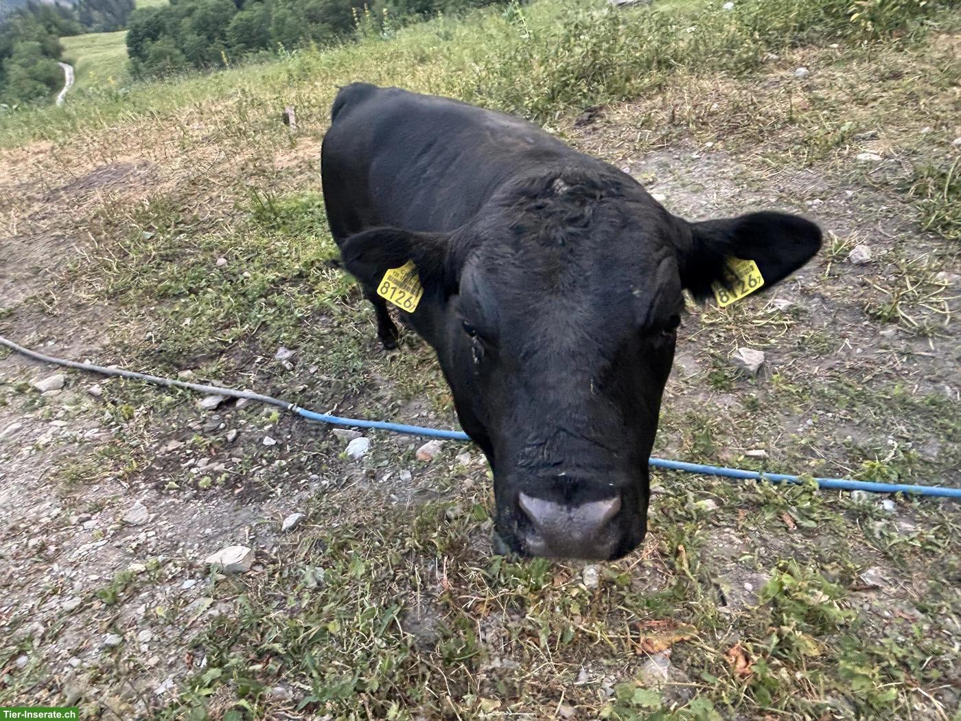 Bild 3: Junger Dexter X Lowline Stier zu verkaufen