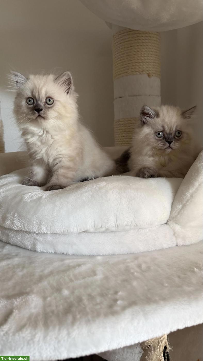 Wunderschöne Perser Kitten, Chinchilla